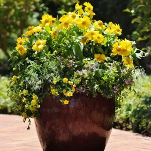 Gaillardia Mesa Yellow Seeds - Blanket Flower - 20 Seeds - Pollinator Friendly - Image 13