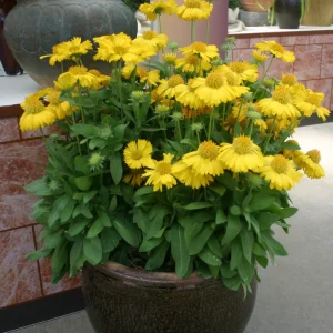 Gaillardia Mesa Yellow Seeds - Blanket Flower - 20 Seeds - Pollinator Friendly - Image 14