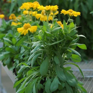 Gaillardia Mesa Yellow Seeds - Blanket Flower - 20 Seeds - Pollinator Friendly - Image 15