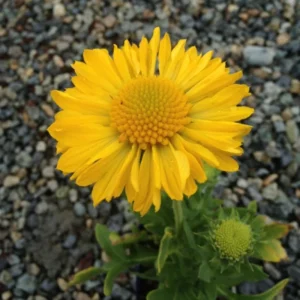 Gaillardia Mesa Yellow Seeds - Blanket Flower - 20 Seeds - Pollinator Friendly - Image 16