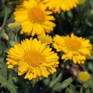 Gaillardia Mesa Yellow Seeds - Blanket Flower - 20 Seeds - Pollinator Friendly - Image 17