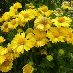 Gaillardia Mesa Yellow Seeds - Blanket Flower - 20 Seeds - Pollinator Friendly - Image 2
