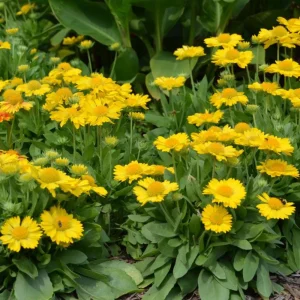 Gaillardia Mesa Yellow Seeds - Blanket Flower - 20 Seeds - Pollinator Friendly - Image 3