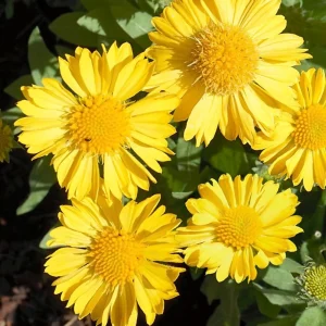 Gaillardia Mesa Yellow Seeds - Blanket Flower - 20 Seeds - Pollinator Friendly - Image 4