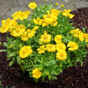 Gaillardia Mesa Yellow Seeds - Blanket Flower - 20 Seeds - Pollinator Friendly - Image 5