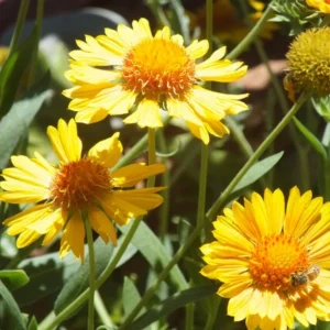 Gaillardia Mesa Yellow Seeds - Blanket Flower - 20 Seeds - Pollinator Friendly - Image 6