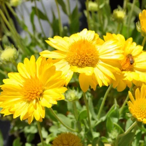 Gaillardia Mesa Yellow Seeds - Blanket Flower - 20 Seeds - Pollinator Friendly - Image 7