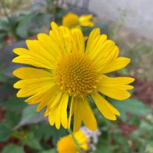 Gaillardia Mesa Yellow Seeds - Blanket Flower - 20 Seeds - Pollinator Friendly - Image 8