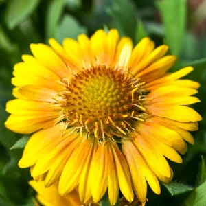 Gaillardia Mesa Yellow Seeds - Blanket Flower - 20 Seeds - Pollinator Friendly - Image 9