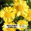 Gaillardia Mesa Yellow Seeds - Blanket Flower - 20 Seeds - Pollinator Friendly - Image 1