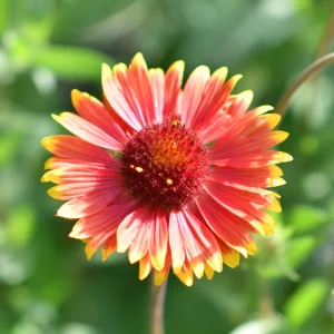 Gaillardia Sunset Popsy Seeds - Blanket Flower - 20 Seeds - Pollinator Friendly - Image 10