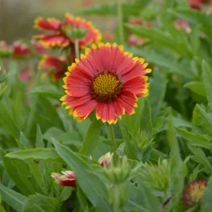 Gaillardia Sunset Popsy Seeds - Blanket Flower - 20 Seeds - Pollinator Friendly - Image 11
