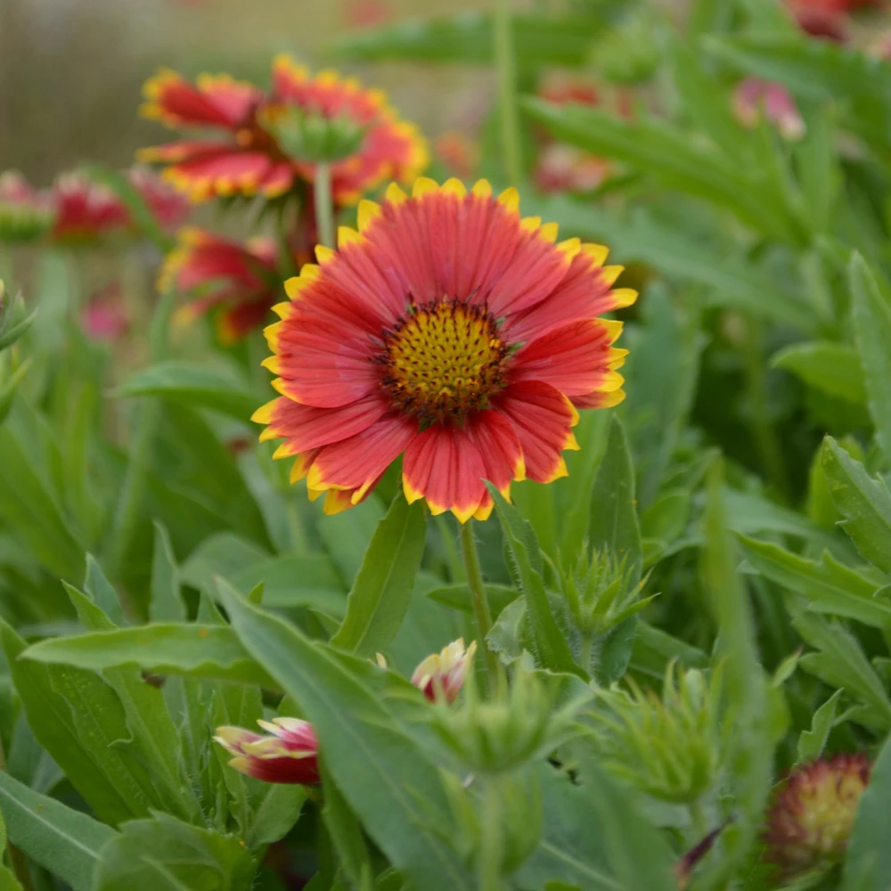 Gaillardia Sunset Popsy Seeds - Blanket Flower - 20 Seeds - Pollinator Friendly - Image 11