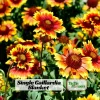 Gaillardia Sunset Popsy Seeds - Blanket Flower - 20 Seeds - Pollinator Friendly - Image 1