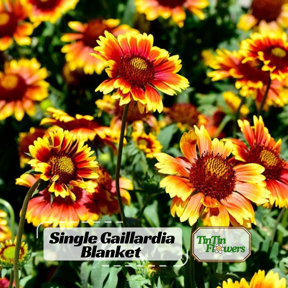 Gaillardia Sunset Popsy Seeds - Blanket Flower - 20 Seeds - Pollinator Friendly - Image 1