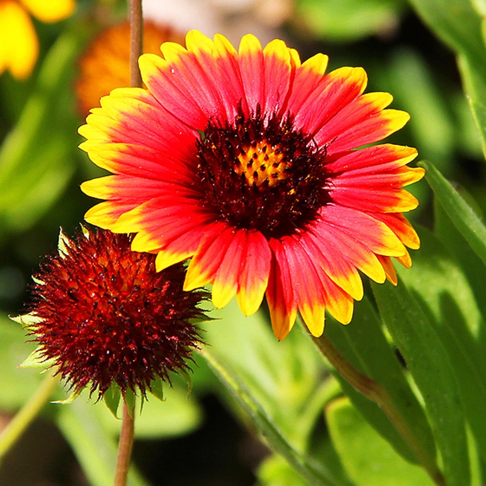 Gaillardia Sunset Popsy Seeds - Blanket Flower - 20 Seeds - Pollinator Friendly - Image 12