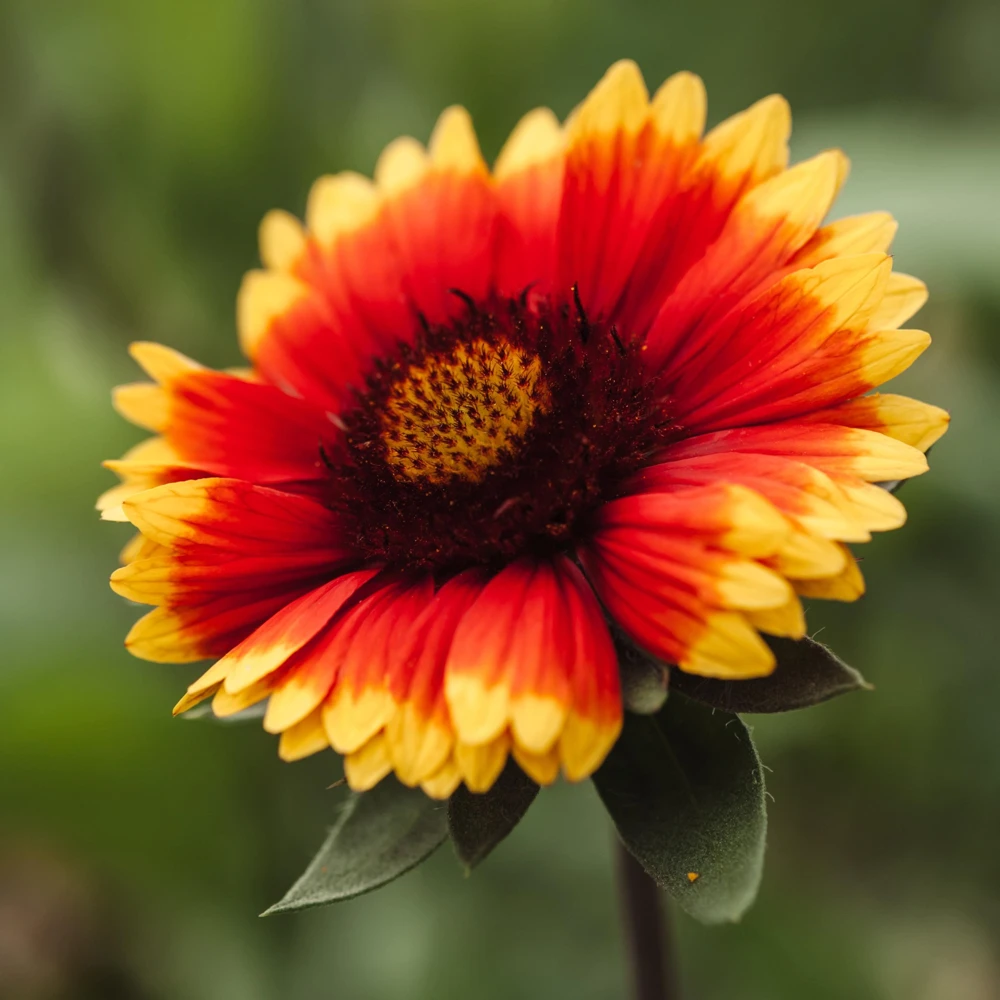 Gaillardia Sunset Popsy Seeds - Blanket Flower - 20 Seeds - Pollinator Friendly - Image 13