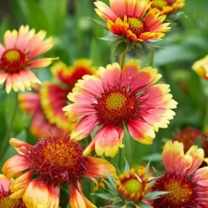 Gaillardia Sunset Popsy Seeds - Blanket Flower - 20 Seeds - Pollinator Friendly - Image 14