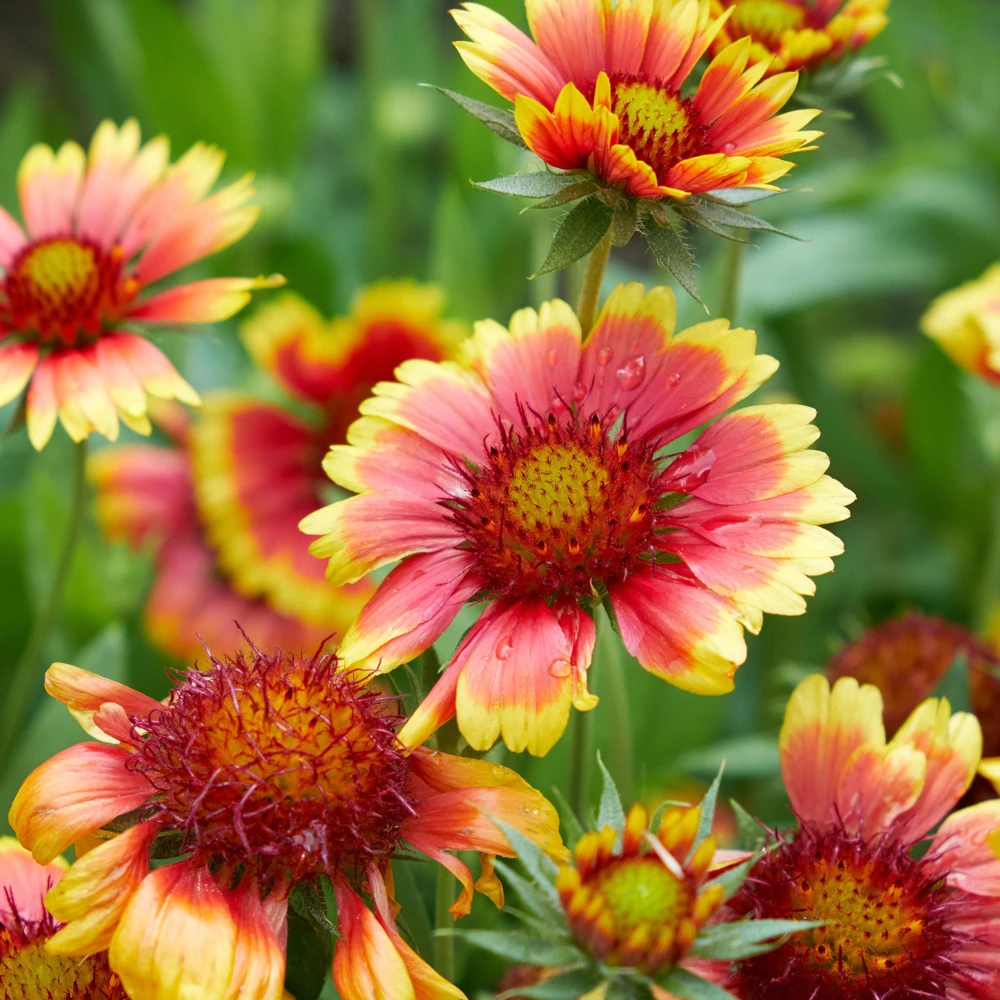 Gaillardia Sunset Popsy Seeds - Blanket Flower - 20 Seeds - Pollinator Friendly - Image 14
