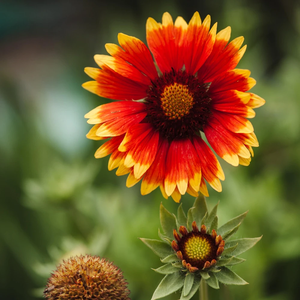 Gaillardia Sunset Popsy Seeds - Blanket Flower - 20 Seeds - Pollinator Friendly - Image 15