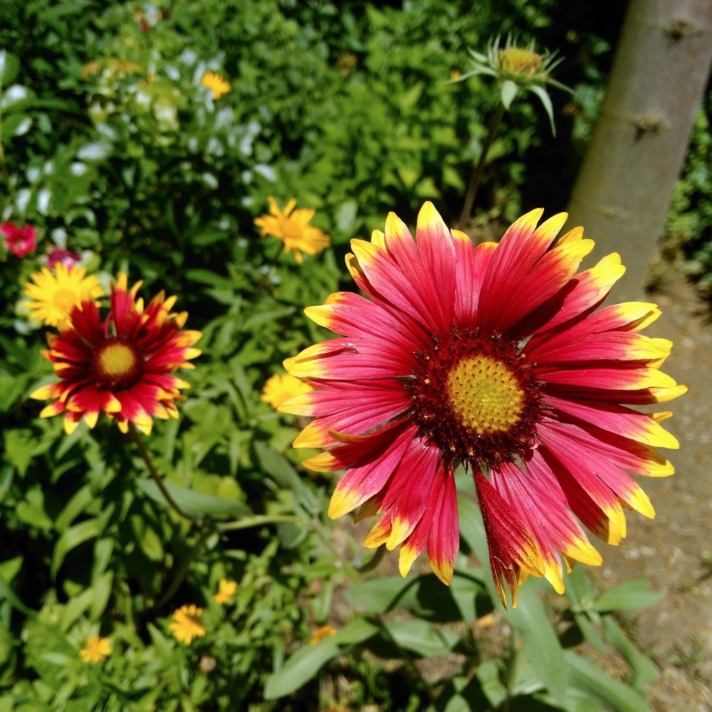 Gaillardia Sunset Popsy Seeds - Blanket Flower - 20 Seeds - Pollinator Friendly - Image 16