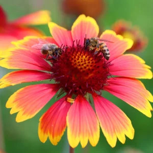 Gaillardia Sunset Popsy Seeds - Blanket Flower - 20 Seeds - Pollinator Friendly - Image 17