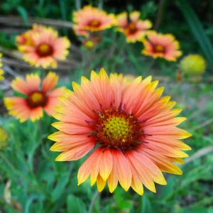 Gaillardia Sunset Popsy Seeds - Blanket Flower - 20 Seeds - Pollinator Friendly - Image 18