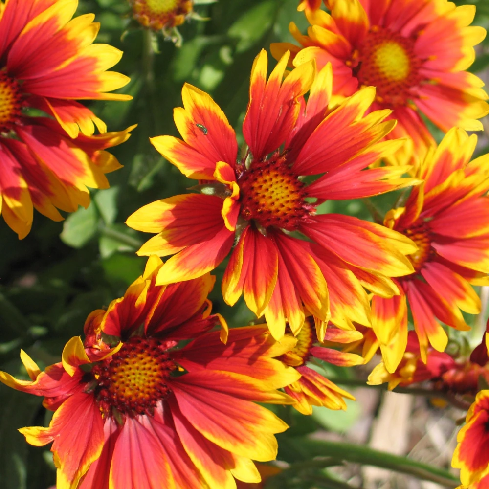 Gaillardia Sunset Popsy Seeds - Blanket Flower - 20 Seeds - Pollinator Friendly - Image 2
