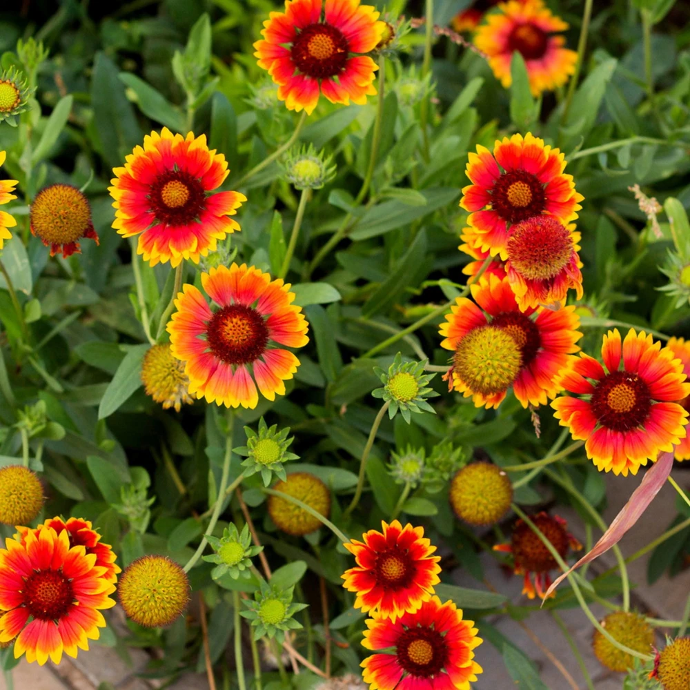 Gaillardia Sunset Popsy Seeds - Blanket Flower - 20 Seeds - Pollinator Friendly - Image 20