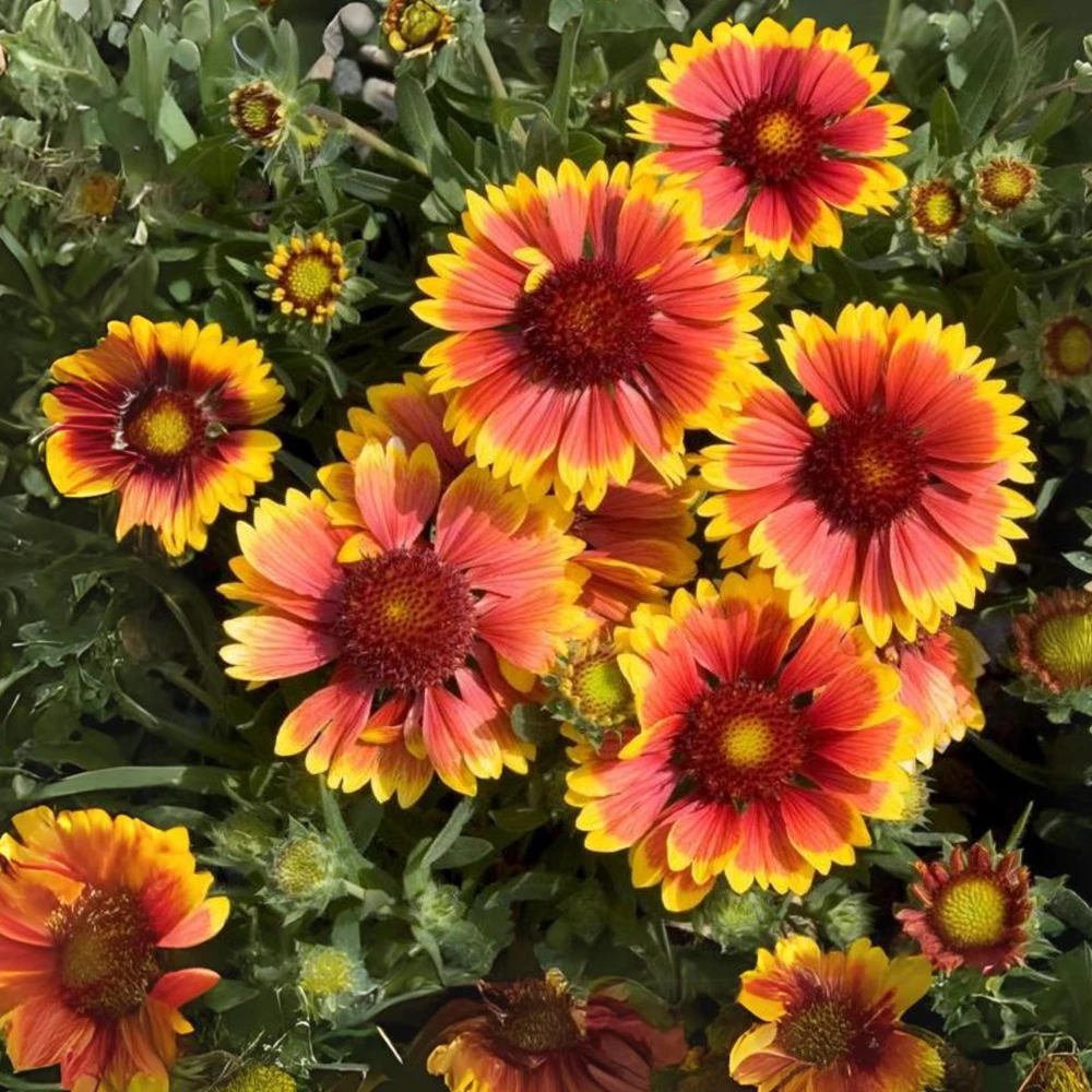 Gaillardia Sunset Popsy Seeds - Blanket Flower - 20 Seeds - Pollinator Friendly - Image 3