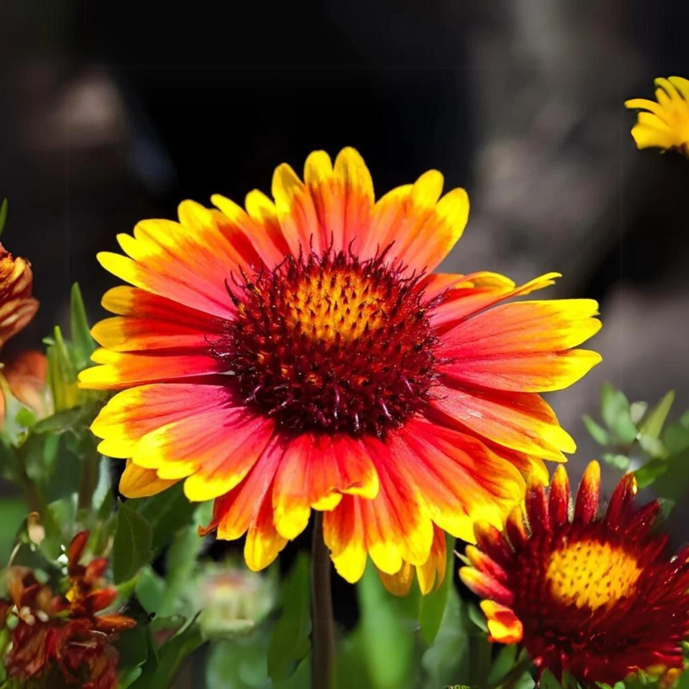 Gaillardia Sunset Popsy Seeds - Blanket Flower - 20 Seeds - Pollinator Friendly - Image 4