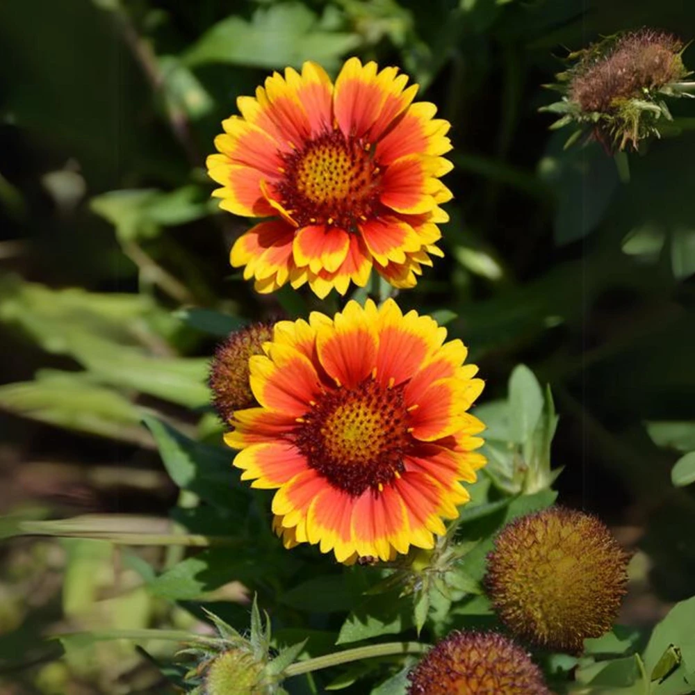 Gaillardia Sunset Popsy Seeds - Blanket Flower - 20 Seeds - Pollinator Friendly - Image 5