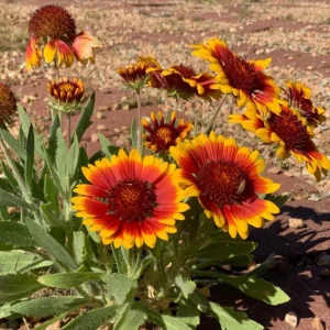 Gaillardia Sunset Popsy Seeds - Blanket Flower - 20 Seeds - Pollinator Friendly - Image 6