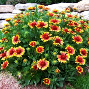 Gaillardia Sunset Popsy Seeds - Blanket Flower - 20 Seeds - Pollinator Friendly - Image 7