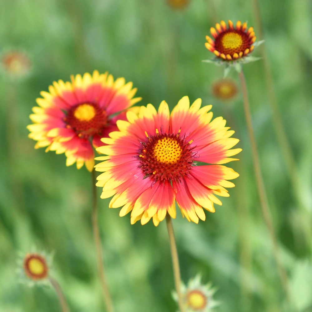Gaillardia Sunset Popsy Seeds - Blanket Flower - 20 Seeds - Pollinator Friendly - Image 8