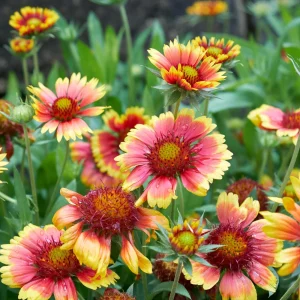 Gaillardia Sunset Popsy Seeds - Blanket Flower - 20 Seeds - Pollinator Friendly - Image 9