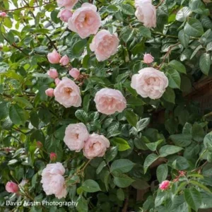 Generous Gardener Rose Seeds - Soft Pink Climbing Rose - 30 Seeds Pack - Image 10