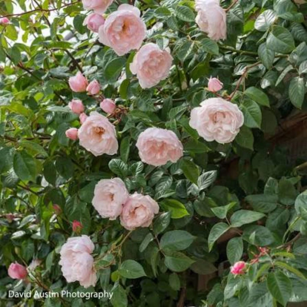 Generous Gardener Rose Seeds - Soft Pink Climbing Rose - 30 Seeds Pack - Image 10