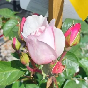 Generous Gardener Rose Seeds - Soft Pink Climbing Rose - 30 Seeds Pack - Image 11