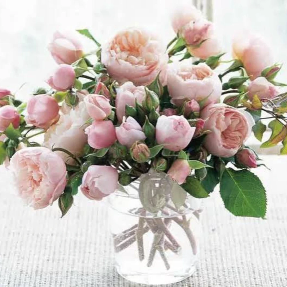 Generous Gardener Rose Seeds - Soft Pink Climbing Rose - 30 Seeds Pack - Image 2