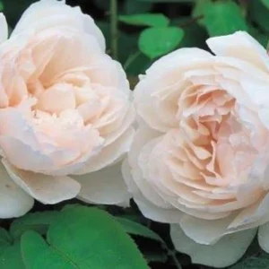 Generous Gardener Rose Seeds - Soft Pink Climbing Rose - 30 Seeds Pack - Image 3