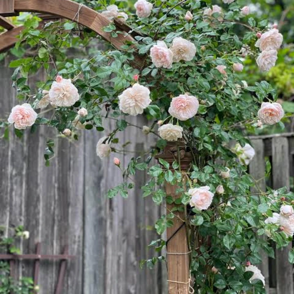 Generous Gardener Rose Seeds - Soft Pink Climbing Rose - 30 Seeds Pack - Image 4