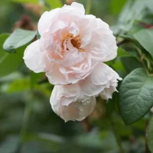 Generous Gardener Rose Seeds - Soft Pink Climbing Rose - 30 Seeds Pack - Image 7