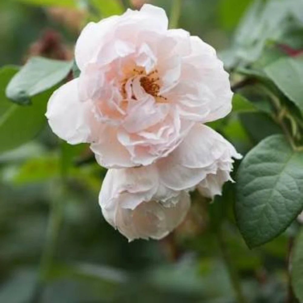 Generous Gardener Rose Seeds - Soft Pink Climbing Rose - 30 Seeds Pack - Image 7