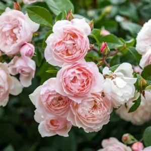 Generous Gardener Rose Seeds - Soft Pink Climbing Rose - 30 Seeds Pack - Image 8