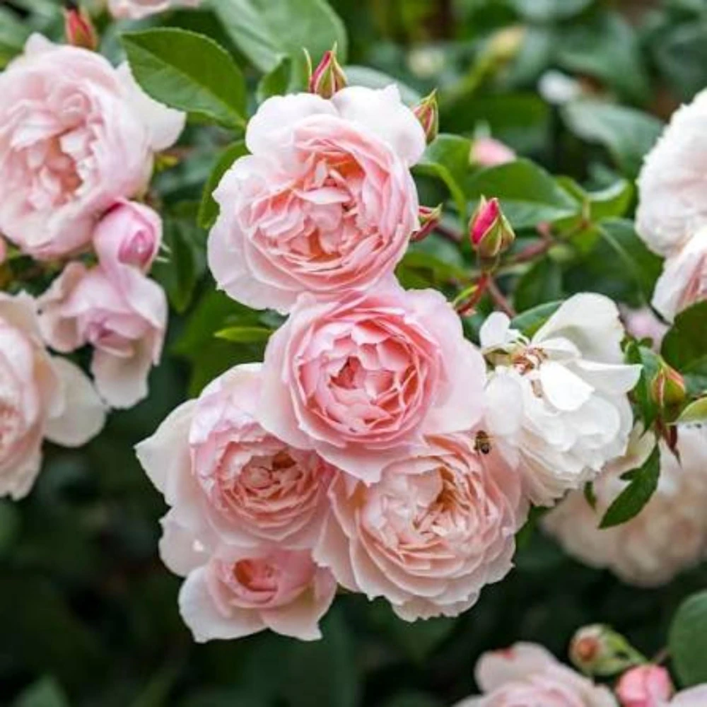 Generous Gardener Rose Seeds - Soft Pink Climbing Rose - 30 Seeds Pack - Image 8