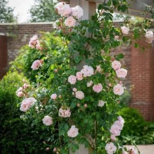 Generous Gardener Rose Seeds - Soft Pink Climbing Rose - 30 Seeds Pack - Image 9