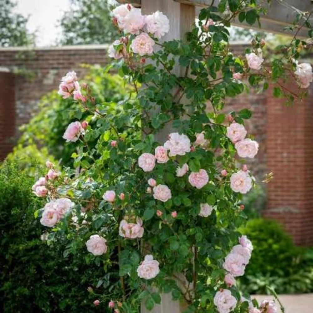 Generous Gardener Rose Seeds - Soft Pink Climbing Rose - 30 Seeds Pack - Image 9