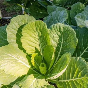 Georgia Southern Collard Seeds - Heirloom Collard Greens - 20 Seeds - Image 3