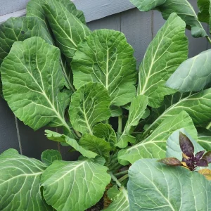 Georgia Southern Collard Seeds - Heirloom Collard Greens - 20 Seeds - Image 4